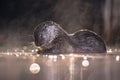 European Otter eating fish at night