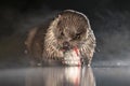 European Otter eating fish at night