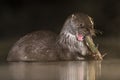 European Otter eating fish at night