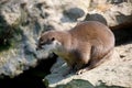 European otter family Lutra lutra Royalty Free Stock Photo