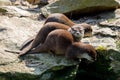 European otter family Lutra lutra Royalty Free Stock Photo