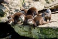 European otter family Lutra lutra Royalty Free Stock Photo