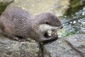 European otter with fish Royalty Free Stock Photo