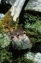 European Otter, lutra lutra, Adult standing in River