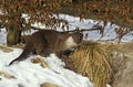 European Otter, lutra lutra, Adult standing on Snow Royalty Free Stock Photo