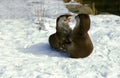 European Otter, lutra lutra, Adults playing on Snow Royalty Free Stock Photo