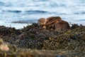 European Otter  Lutra lutra cub lying on top of its mother Royalty Free Stock Photo