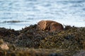 European Otter  Lutra lutra cub lying on top of its mother Royalty Free Stock Photo