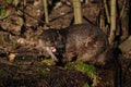 European Otter (Lutra lutra)