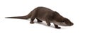 European Otter, Lutra lutra, 6 years old Royalty Free Stock Photo