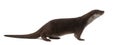 European Otter, Lutra lutra, 6 years old Royalty Free Stock Photo