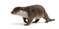 European Otter, Lutra lutra, 6 years old Royalty Free Stock Photo