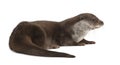 European Otter, Lutra lutra, 6 years old Royalty Free Stock Photo
