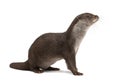 European Otter, Lutra lutra, 6 years old Royalty Free Stock Photo