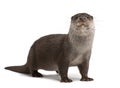 European Otter, Lutra lutra, 6 years old Royalty Free Stock Photo