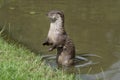 European Otter Royalty Free Stock Photo