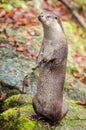 European otter