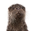 European otter, Lutra lutra, isolated Royalty Free Stock Photo