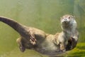 European otter (Lutra lutra lutra) Royalty Free Stock Photo