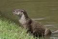 European Otter Royalty Free Stock Photo