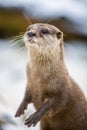 European otter, or Lutra lutra, in the snow Royalty Free Stock Photo