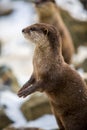 European otter, or Lutra lutra, in the snow Royalty Free Stock Photo