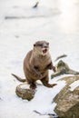 European otter, or Lutra lutra, in the snow Royalty Free Stock Photo