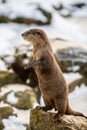 European otter, or Lutra lutra, in the snow Royalty Free Stock Photo