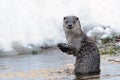 European Otter (Lutra Lutra) Royalty Free Stock Photo