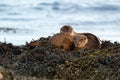 European Otter Lutra lutra mother and cub sleeping on a bed of kelp Royalty Free Stock Photo