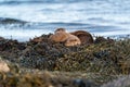 European Otter Lutra lutra mother and cub sleeping Royalty Free Stock Photo