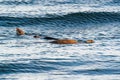 European Otter Lutra lutra mother and cub swimming in the surf