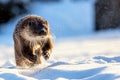 European otter Lutra lutra running in snow during winter Royalty Free Stock Photo