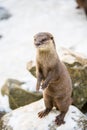 European otter, or Lutra lutra, in the snow Royalty Free Stock Photo