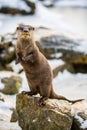 European otter, or Lutra lutra, in the snow Royalty Free Stock Photo