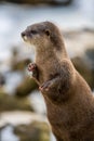 European otter, or Lutra lutra, in the snow Royalty Free Stock Photo