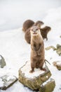 European otter, or Lutra lutra, in the snow Royalty Free Stock Photo