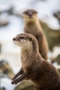 European otter, or Lutra lutra, in the snow Royalty Free Stock Photo