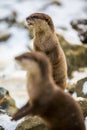 European otter, or Lutra lutra, in the snow Royalty Free Stock Photo