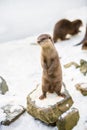 European otter, or Lutra lutra, in the snow Royalty Free Stock Photo