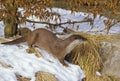 European Otter, lutra lutra, standing on Snow Royalty Free Stock Photo