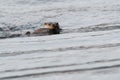 European Otter Lutra lutra swimming to shore with a dogfish