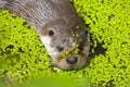 European Otter / Lutrinae swimming through common waterlens