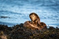 European Otter Mother and Cub Lutra lutra