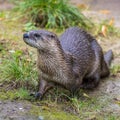 European Otter in nature. Royalty Free Stock Photo