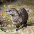 European Otter in nature. Royalty Free Stock Photo