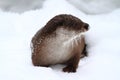 European Otter in the snow Royalty Free Stock Photo