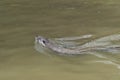 European Otter swimming in River