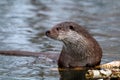 European otter in the wild. Royalty Free Stock Photo