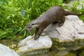 European Otter wildlife Royalty Free Stock Photo